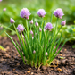 Chives Grow Kit | Grow Fresh Chives from Seed | Seeds In A Cup®