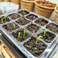 Chlorophytum Amaniense 'Fire Flash' Seeds