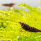 Chocolate Shrimp