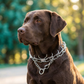 Chrome-Plated Steel Dog Training Prong Collar with Quick Release – 3 Sizes
