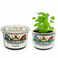 Cilantro Grow Kit | Grow Fresh Cilantro from Seed | Seeds In A Cup®