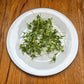 Cilantro Monogerm Microgreens Seeds