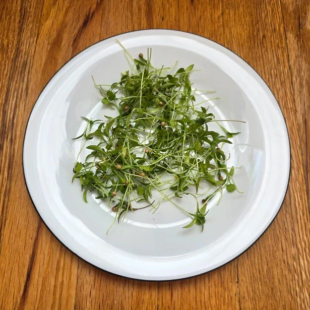Cilantro Monogerm Microgreens Seeds