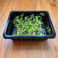 Cilantro Monogerm Microgreens Seeds