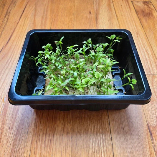 Cilantro Monogerm Microgreens Seeds