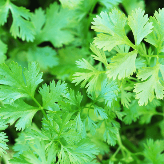 Santo Cilantro Seeds
