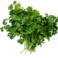 Santo Cilantro Seeds