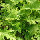 Citronella 500 Seeds - Mosquito Repellant Fresh Garden Home Plant Seeds