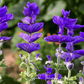 Blue Monday Clary Sage – 50 Seeds
