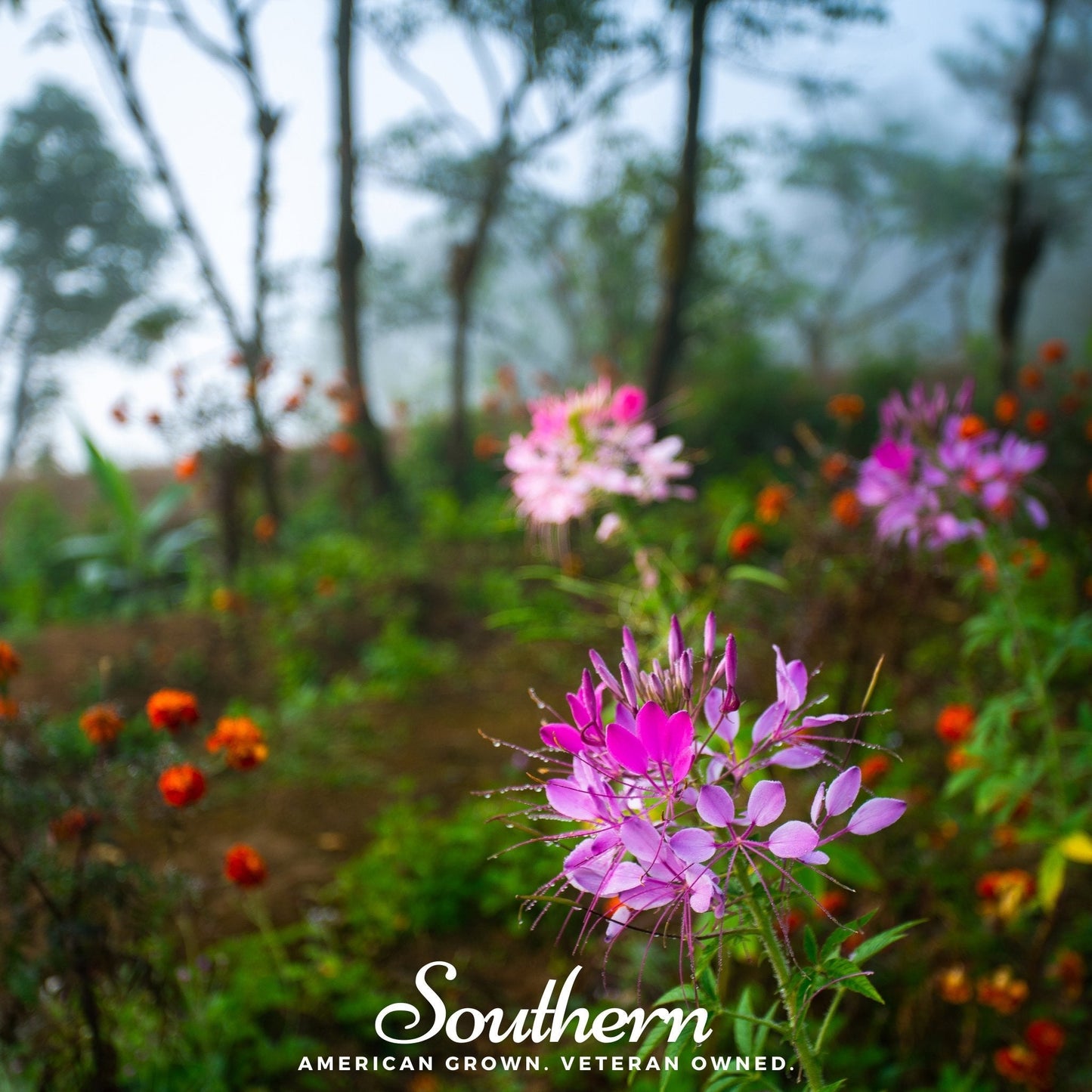 Spider Flower Cleome – 50 Seeds
