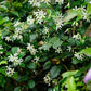 Climbing Jasmine Flower - 50 Seeds - Fragrant Plant, Four Seasons Evergreen Garden
