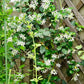 Climbing Jasmine Flower - 50 Seeds - Fragrant Plant, Four Seasons Evergreen Garden