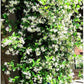 Climbing Jasmine Flower Seeds - Fragrant Plant Four Seasons Evergreen Silver Jasmine Non-Gmo