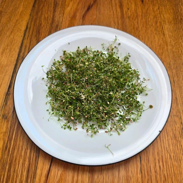 Clover Microgreens Seeds