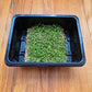 Clover Microgreens Seeds