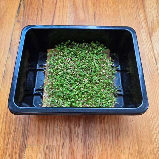 Clover Microgreens Seeds