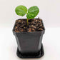 Coffea 'Coffee Plant' Seeds