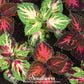 Rainbow Mix Coleus – 250 Seeds