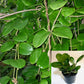 Hoya Australis potted I This charming succulent vine is celebrated for its exceptional sweet fragrance and adaptable growth habit