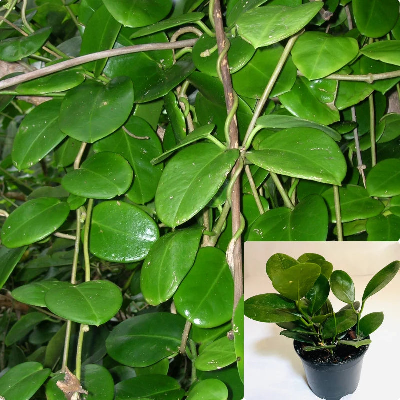 Hoya Australis potted I This charming succulent vine is celebrated for its exceptional sweet fragrance and adaptable growth habit