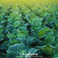 Champion Collard – 100 Seeds