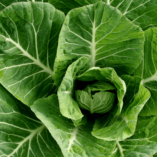 Collard Greens Seeds