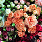 100 RAINBOW CARNATION Mix Mixed Colors Dianthus Caryophyllus Flower Seeds