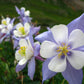 Dwarf Columbine Mix – 100 Seeds