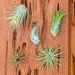 Ionantha Air plant pack, 3 5, 10, tillandsia air plants Air Plant Ionantha Pack, Air Plant Terrarium Plants Bulk Air Plants, Tillandsia