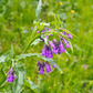 True Comfrey – 20 Seeds