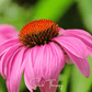 Purple Coneflower (Echinacea) – 100 Seeds
