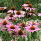 Purple Coneflower (Echinacea) – 100 Seeds