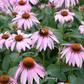 Purple Coneflower (Echinacea) – 100 Seeds