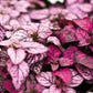 10 Dwarf PINK POLKA DOT PLANT Splash Select Hypoestes Phyllostachya Flower Houseplant Seeds