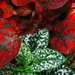 10 Dwarf Mixed Colors POLKA DOT PLANT Red Pink White Rose Splash Select Hypoestes Phyllostachya Flower Houseplant Seeds