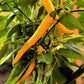 100 MIXED CAYENNE PEPPER Hot Yellow Purple Orange Red Green Capsicum Vegetable Seeds