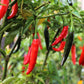100 MIXED CAYENNE PEPPER Hot Yellow Purple Orange Red Green Capsicum Vegetable Seeds