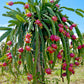 20 WHITE DRAGON FRUIT (Pitaya / Pitahaya / Strawberry Pear) Hylocereus Undatus Cactus Seeds