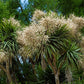 25 BLUE DRACAENA ( Spikes / Broad Leaved Cabbage Tree / Mountain Cabbage ) Cordyline Indivisa Flower Seeds