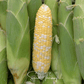 Peaches & Cream Corn – 30 Seeds