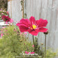 Dazzler Cosmos – 100 Seeds