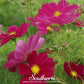 Dazzler Cosmos – 100 Seeds