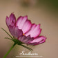 Picotee Cosmos – 100 Seeds