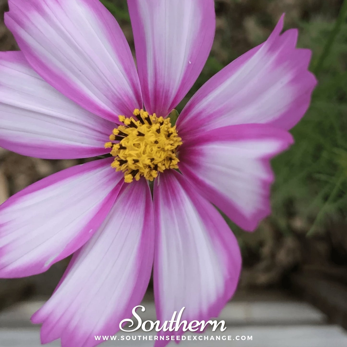 Picotee Cosmos – 100 Seeds