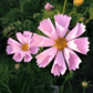 Sea Shells Cosmos – 100 Seeds