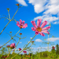 Sea Shells Cosmos – 100 Seeds