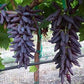Cotton Candy - Heirloom Rare Deep Black Purple Finger Grape Seeds - Vitus Vinifera - Sweet Fruit
