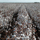Upland Cotton – 20 Seeds