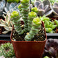 Crassula Baby Necklace