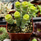 Crassula Baby Necklace